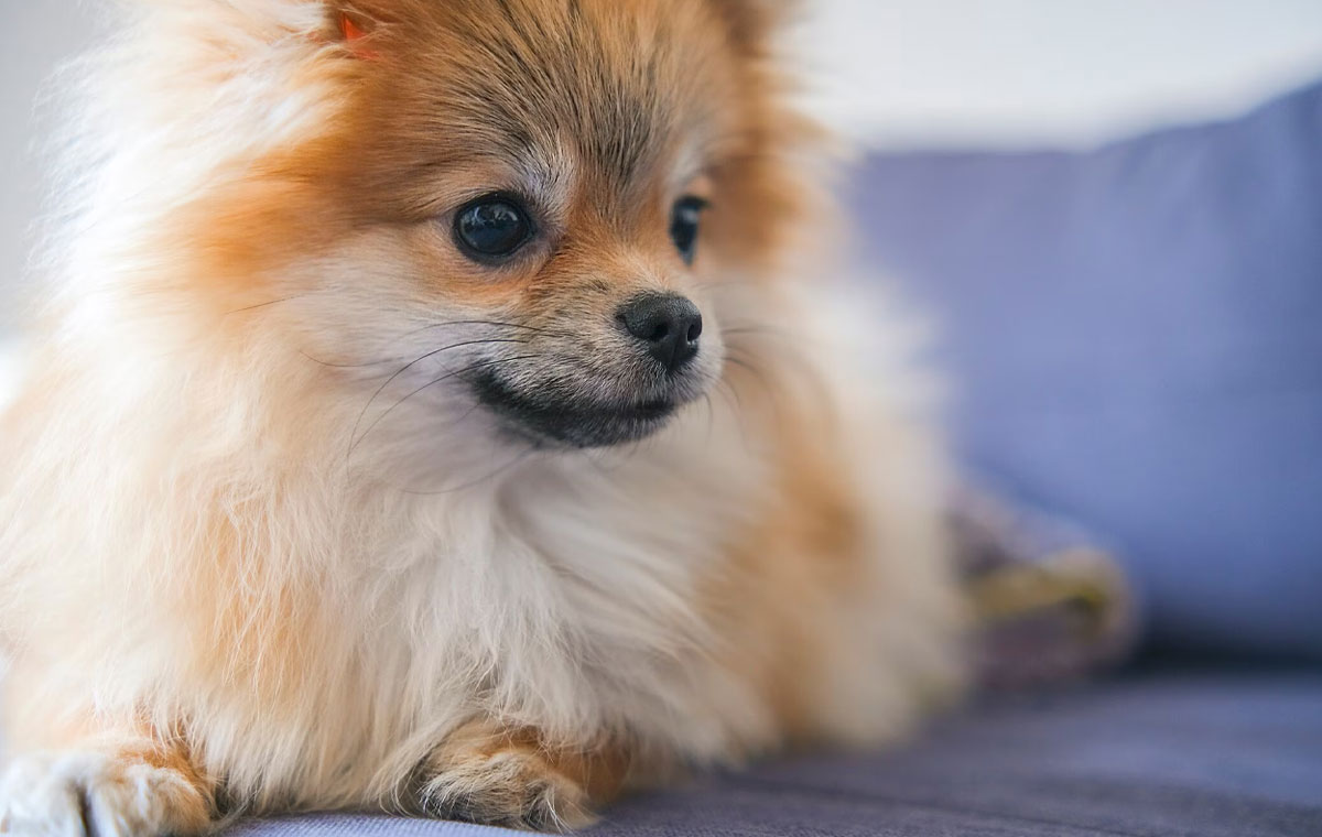 سگ نژاد پامرانین (Pomeranian)