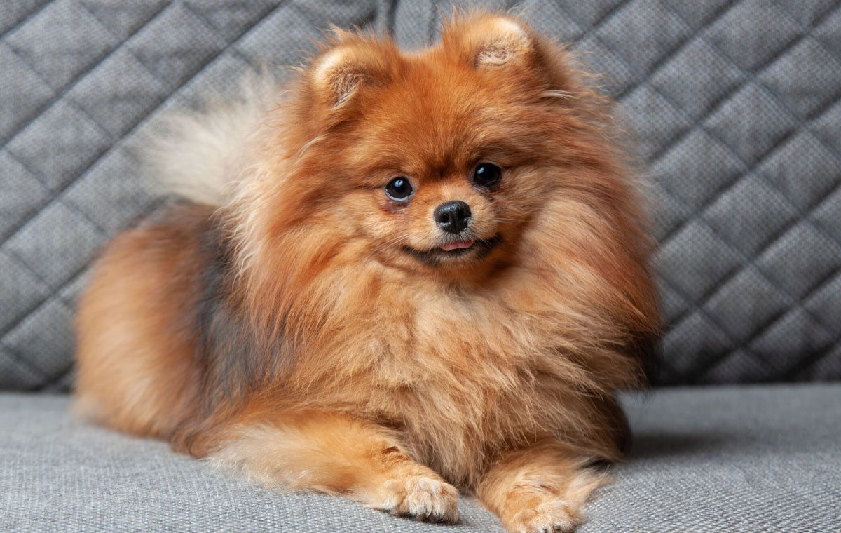 سگ نژاد پامرانین (Pomeranian)