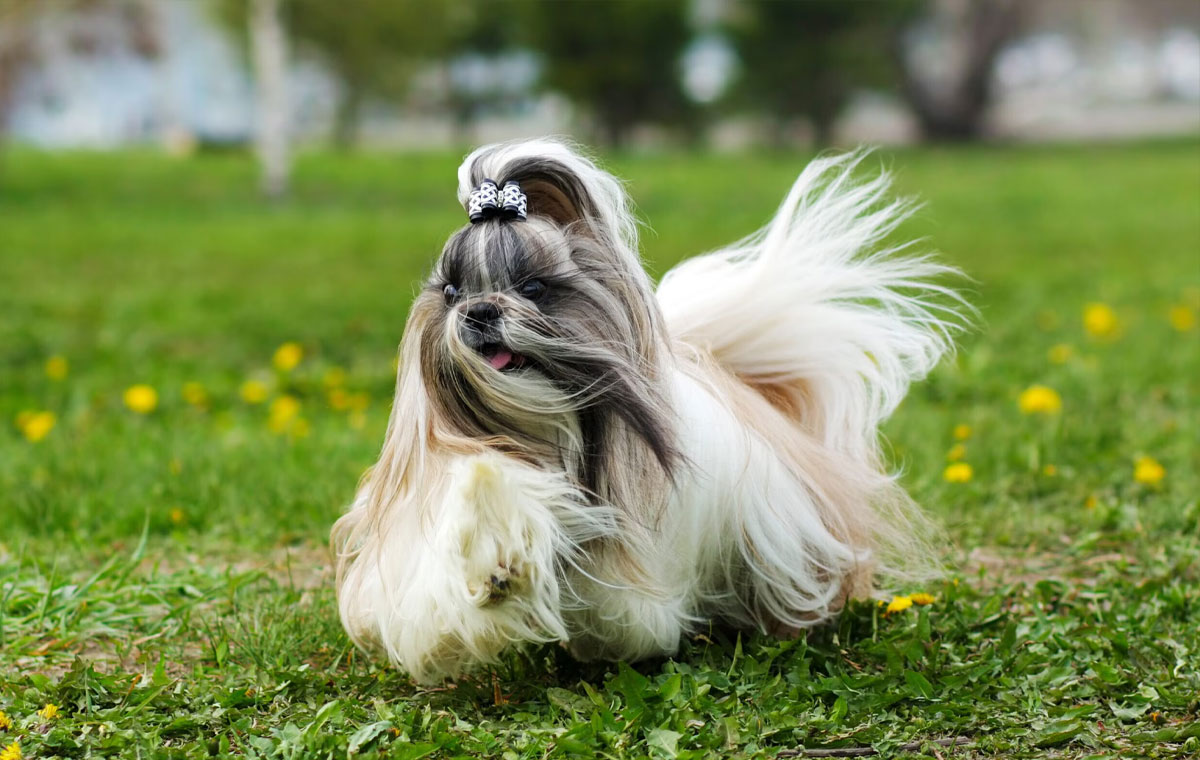 سگ نژاد شیتزو (Shih Tzu)