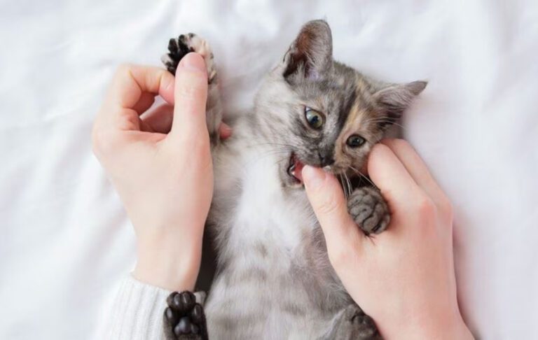 چرا بچه گربه گاز می‌گیرد؟ روش اصلاح رفتار گاز گرفتن بچه گربه