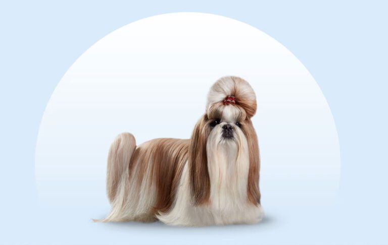سگ نژاد شیتزو (Shih Tzu)