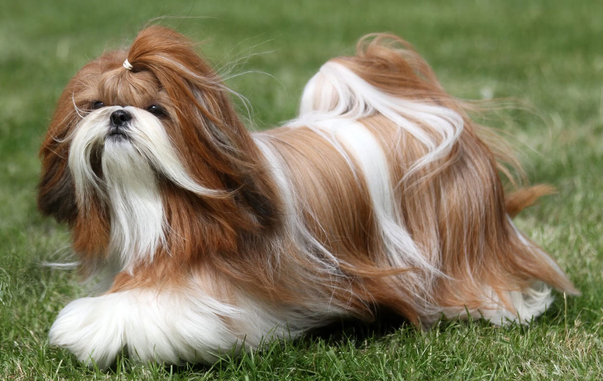سگ نژاد شیتزو (Shih Tzu)