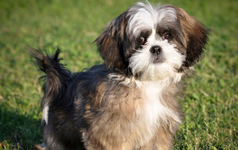 سگ نژاد شیتزو (Shih Tzu)