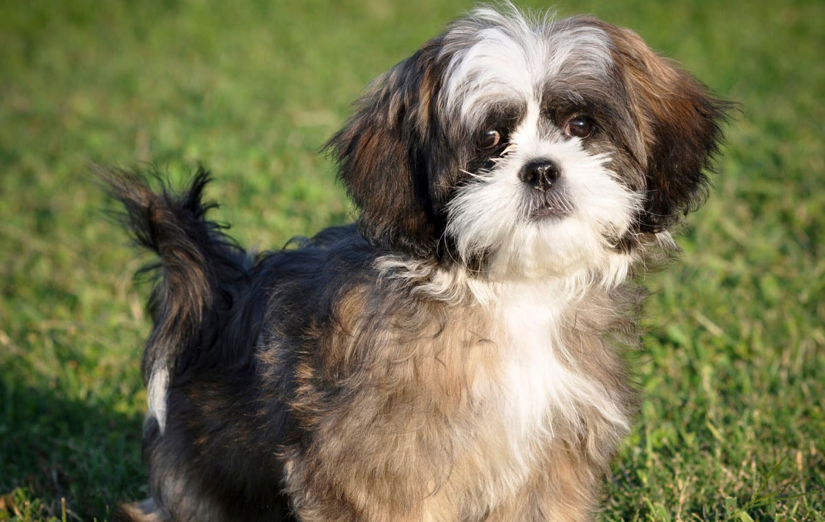 سگ نژاد شیتزو (Shih Tzu)