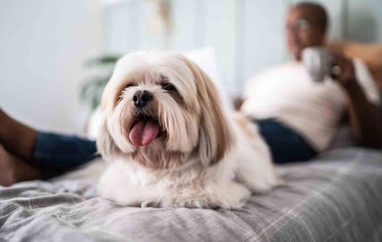 سگ نژاد شیتزو (Shih Tzu)