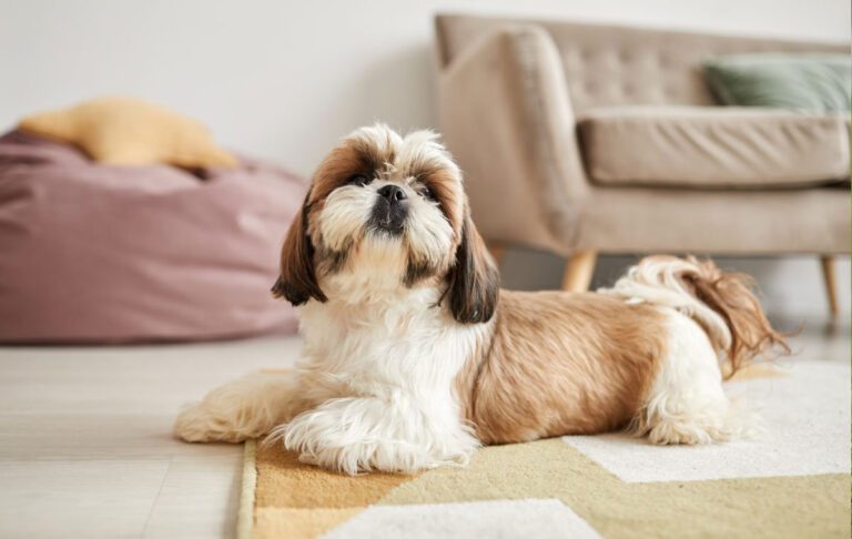 سگ نژاد شیتزو (Shih Tzu)